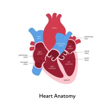 Inner organ cross section with text caption anatomical diagram Stock Illustration