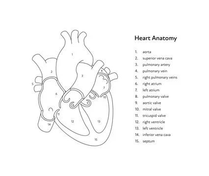 Inner organ cross section with text caption anatomical diagram Stock Illustration