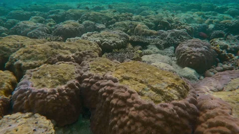 Inner reef on shallow water with multiple traces of teeth of coral-eating Vídeo Stock 301236104