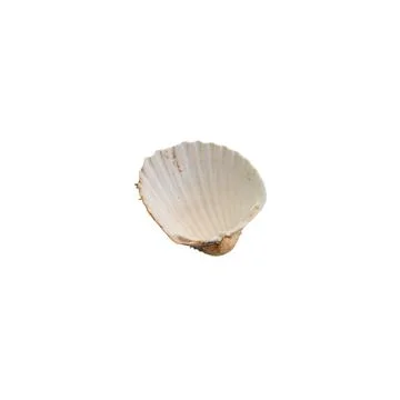 Inner side of the shell on white background Stock Photos