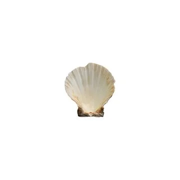 Inner side of the shell on white background Stock Photos
