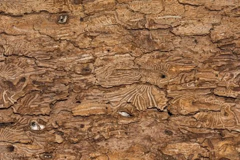 The inner side of the tree bark, patterns of nature Stock Photos