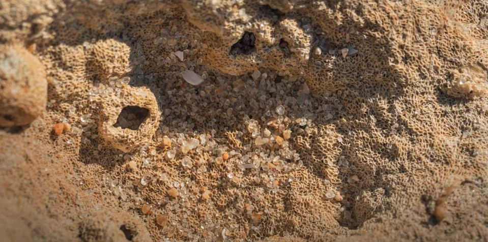 The inner world of shells, macro Stock Photos