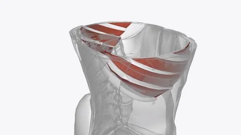 Innermost intercostals comprise the third and deepest layer of intercostal mu Stock Illustration