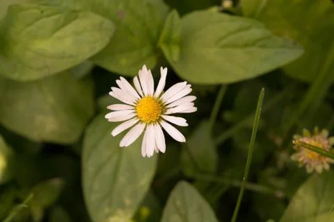 Innocence Stock Photos