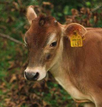 An innocent cow Foto stock