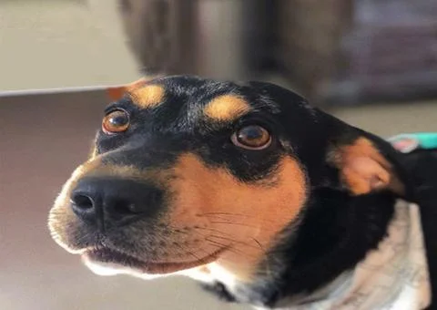 Innocent Dog Stock Photos