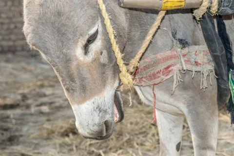 An innocent donkey is working in fields Stock Photos