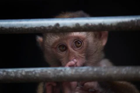 The innocent eyes colored  Stock Photos
