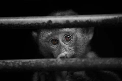 The innocent eyes  Stock Photos