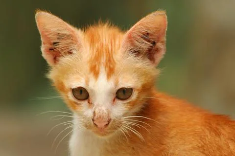 An innocent ginger kitten face Stock Photos