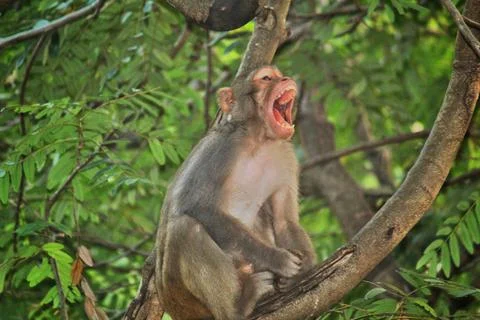 Innocent looking young monkey sitting isolated Stock Photos