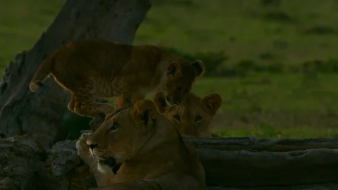 Innocent play Stock Footage 201935514