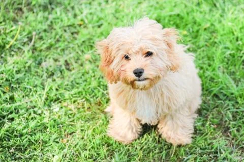 Innocent puppy Stock Photos