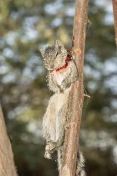 An innocent squirrel is dead by a sharp thorn Stock Photos