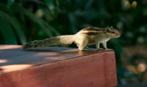 Innocent Squirrel image Foto stock