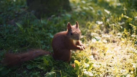Innocent tiny brown squirrel eating a raw chestnut, close up Stock Footage 112894224