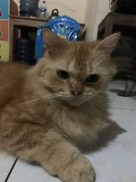 Innoncent face cat 库存照片