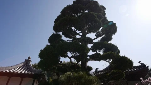 Innoshima Suigun Castle Tree next to the... | Stock Video | Pond5