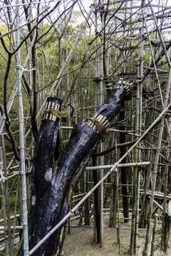 Innovative bamboo structure supporting a tree branch in a natural setting d.. Stock Photos