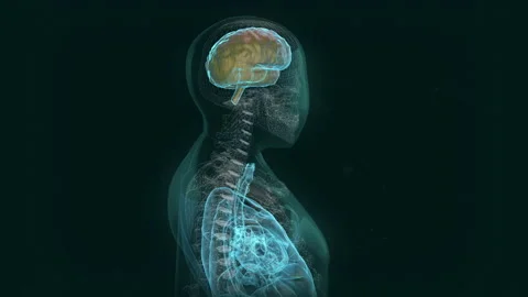 Innovative Biotechnology Skull Scan System Projects Brain For Medical Analysis Stock Footage 164778224