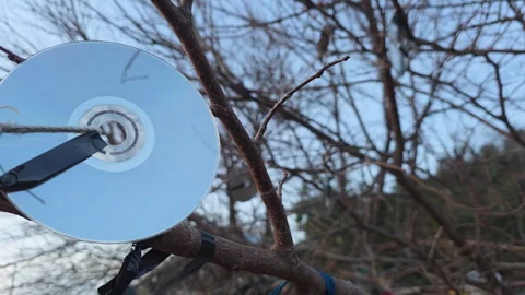 Innovative orchard pest control using reflective cds to protect fruit trees from 스톡 동영상 329611628