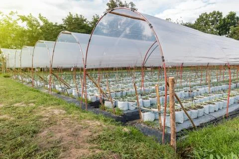 Innovative vegetable growing Stock Photos