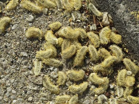 Innumerable fallen from a pasture Stock Photos