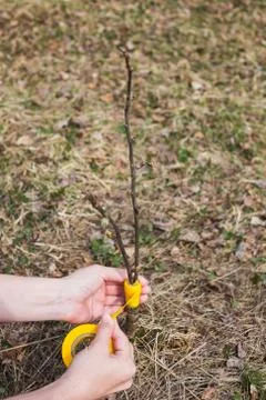 Inoculation in the spring of apple trees in raspis. Crossbreeding Stock Photos