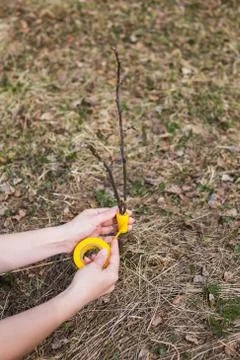 Inoculation in the spring of apple trees in raspis. Crossbreeding Stock Photos