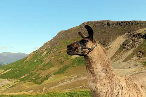 Inquisitive Alpaca Stock Photos