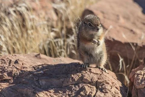 An inquisitive antelope squirrel stands on it's hind legs for a better view Stock Photos