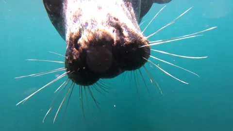 Inquisitive Atlantic grey seal Stock Footage 313083461