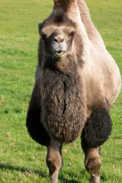 Inquisitive bactrian camel Stock Photos