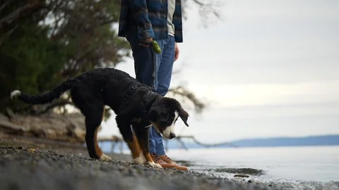 Inquisitive Bernese Mountain Dog Explores the Oceans Waters of British Columbia Stock-Footage 126881958