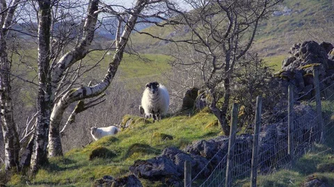 Inquisitive Blackface Sheep Stock-Footage 98283122