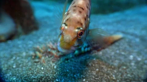 Inquisitive Blacktail Comber Fish Swimming Toward Camera Stock-Footage 332659366