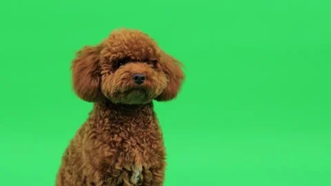 Inquisitive brown poodle tilting head against green background Stock Footage 327609782
