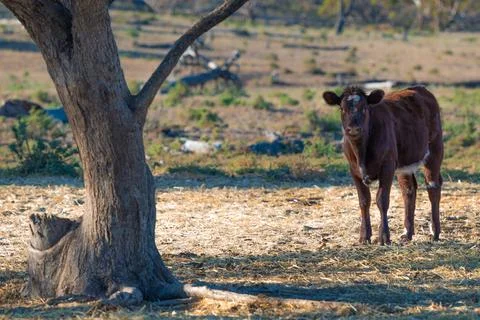 Inquisitive Calf Under the Tree Stock Photos