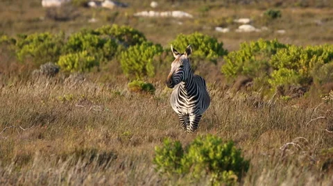 Inquisitive cape mountain zebra stands and looks at the camera Stock Footage 62489465
