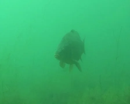 Inquisitive carp Stock Footage 22024765