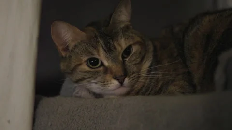 Inquisitive Cat Blinks In Slow Motion, Close-up Stock Footage 307704000