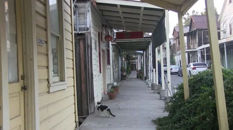 Inquisitive cat Video stock 43117602