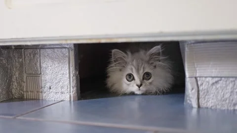 An Inquisitive Cat Gently Peeking Out from Underneath the Door With Curious Eyes Stock Footage 282588473