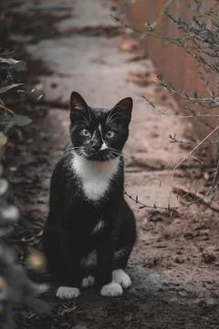 Inquisitive cat Stock Photos