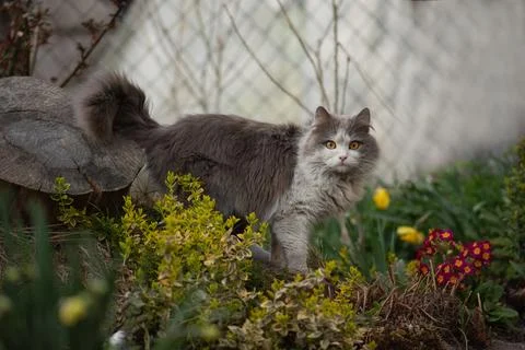 Inquisitive cat smelling yellow flower in a colorful flowering garden. Cat .. Foto stock