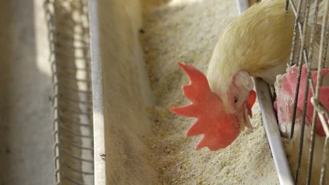Inquisitive Chicken Exploring  A Farmyard Adventure Stock Footage 327546751