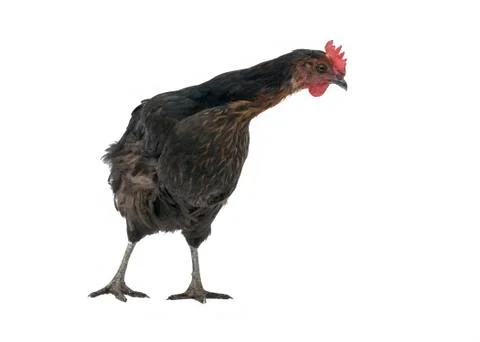 Inquisitive chicken Stock Photos