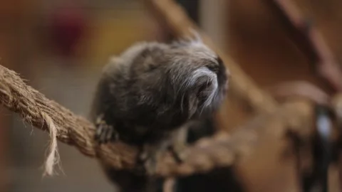 An inquisitive Cotton Eared Marmoset Monkey Stock Footage 309082015
