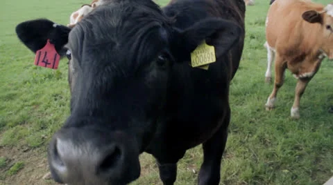 Inquisitive Cow Video stock 24025726